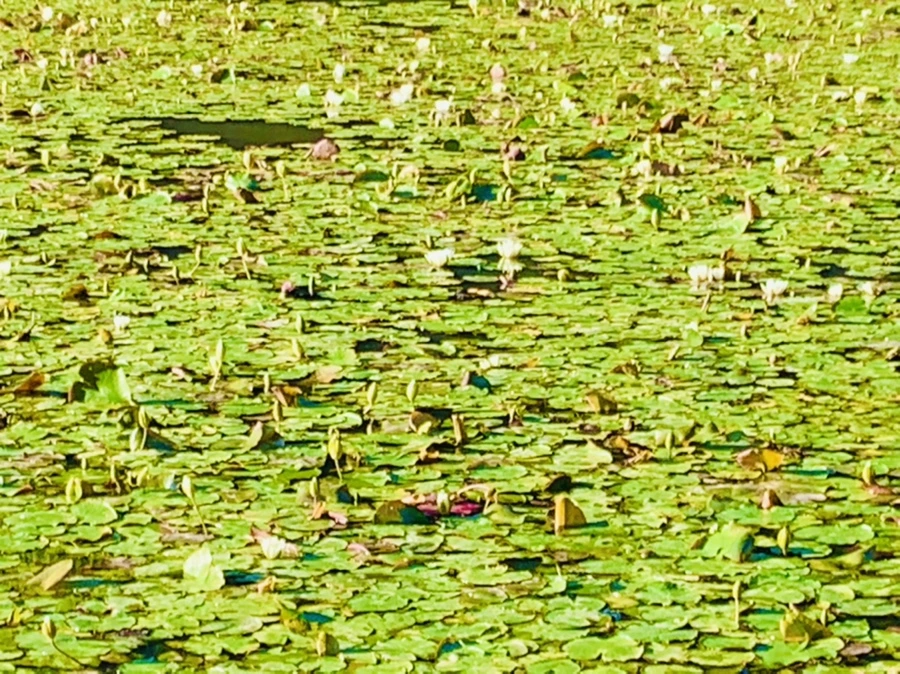 IMG_4291.jpg?type=w966