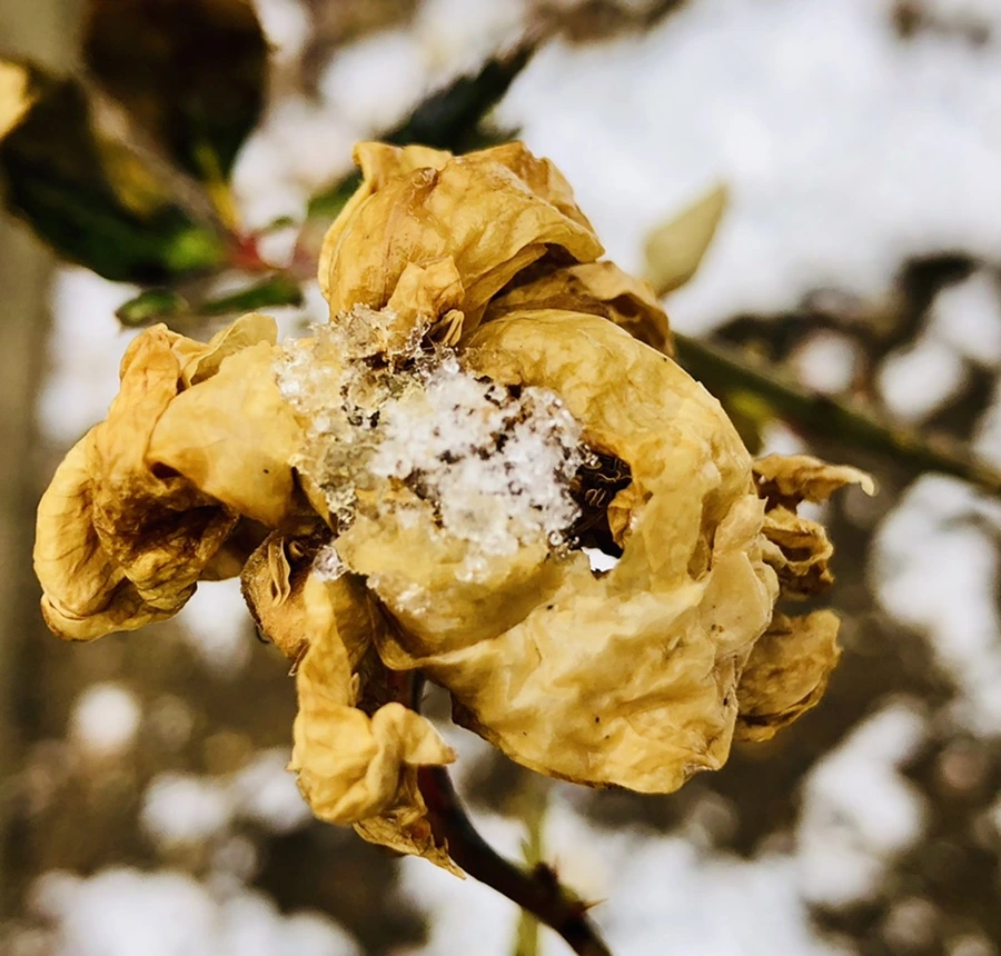 IMG_4579.jpg?type=w966