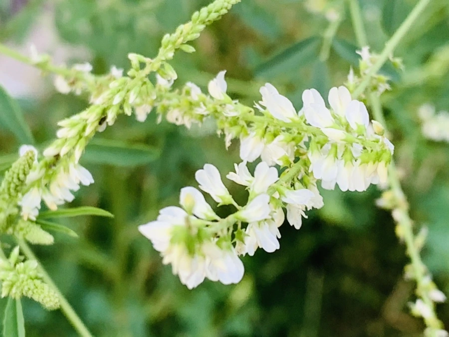 IMG_5901.jpg?type=w966