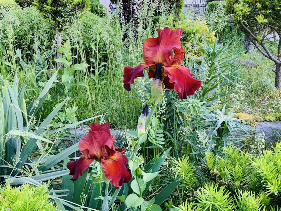 IMG_3262.jpg?type=w966