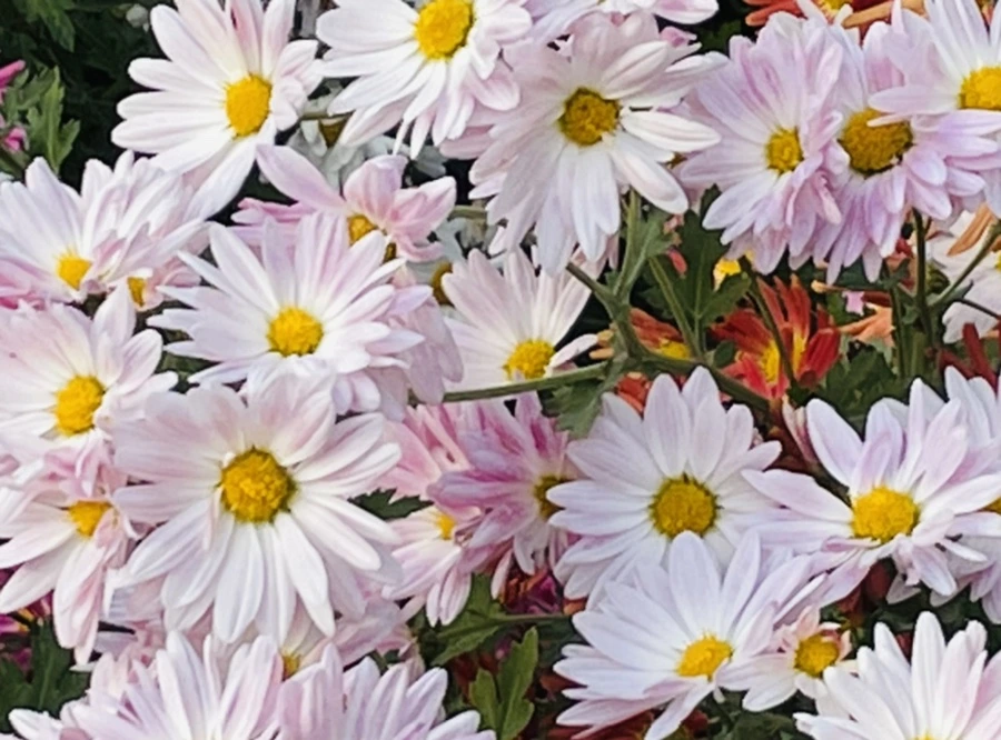 IMG_1143.jpg?type=w966