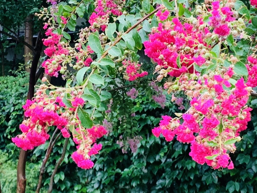 IMG_3795.jpg?type=w966