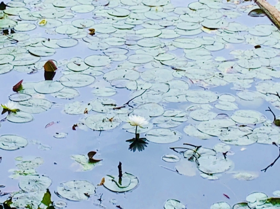 IMG_9129.jpg?type=w966