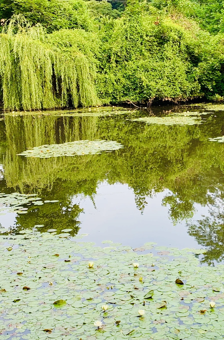 IMG_1654.jpg?type=w966