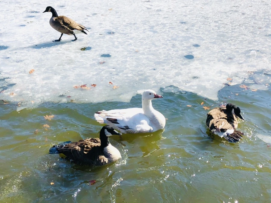 IMG_5206.jpg?type=w966