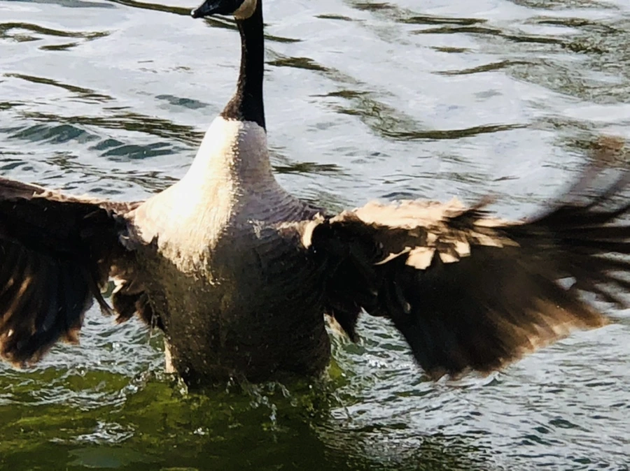 IMG_3609.jpg?type=w966