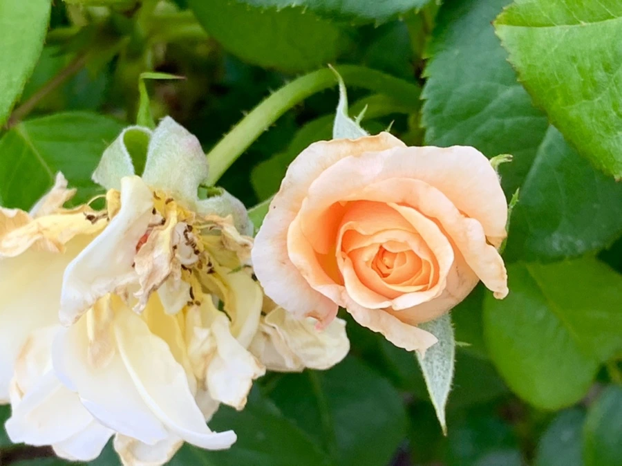 IMG_2693.jpg?type=w966