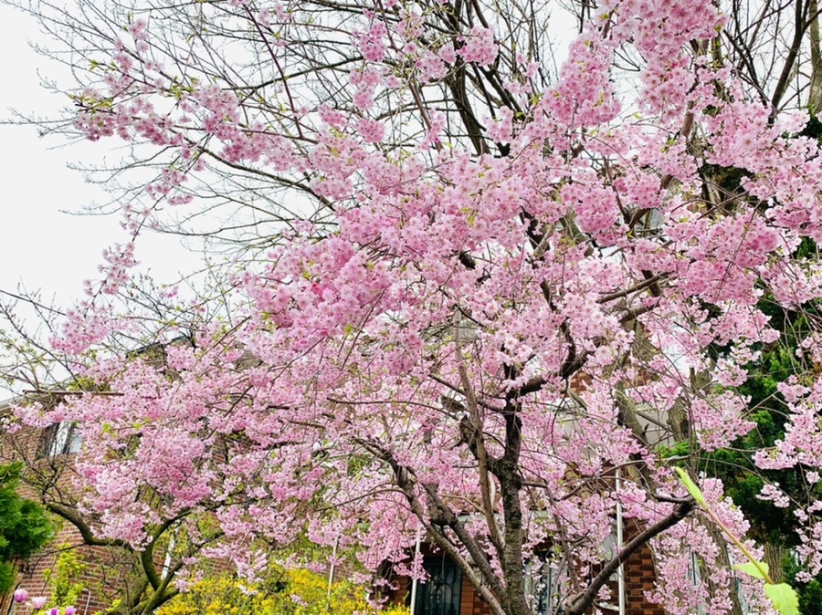 IMG_2139.jpg?type=w966