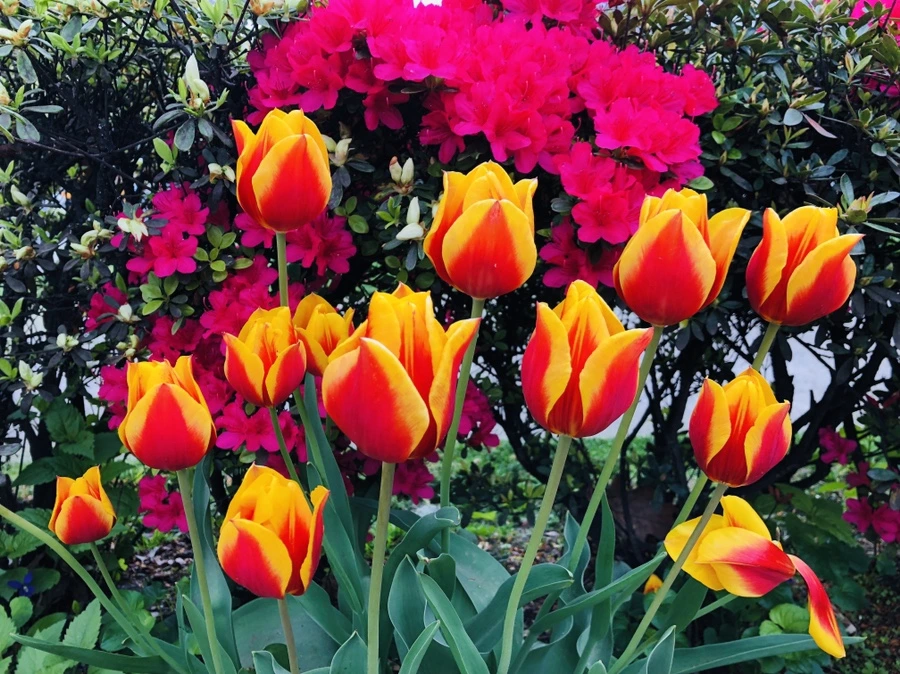 IMG_4034.jpg?type=w966