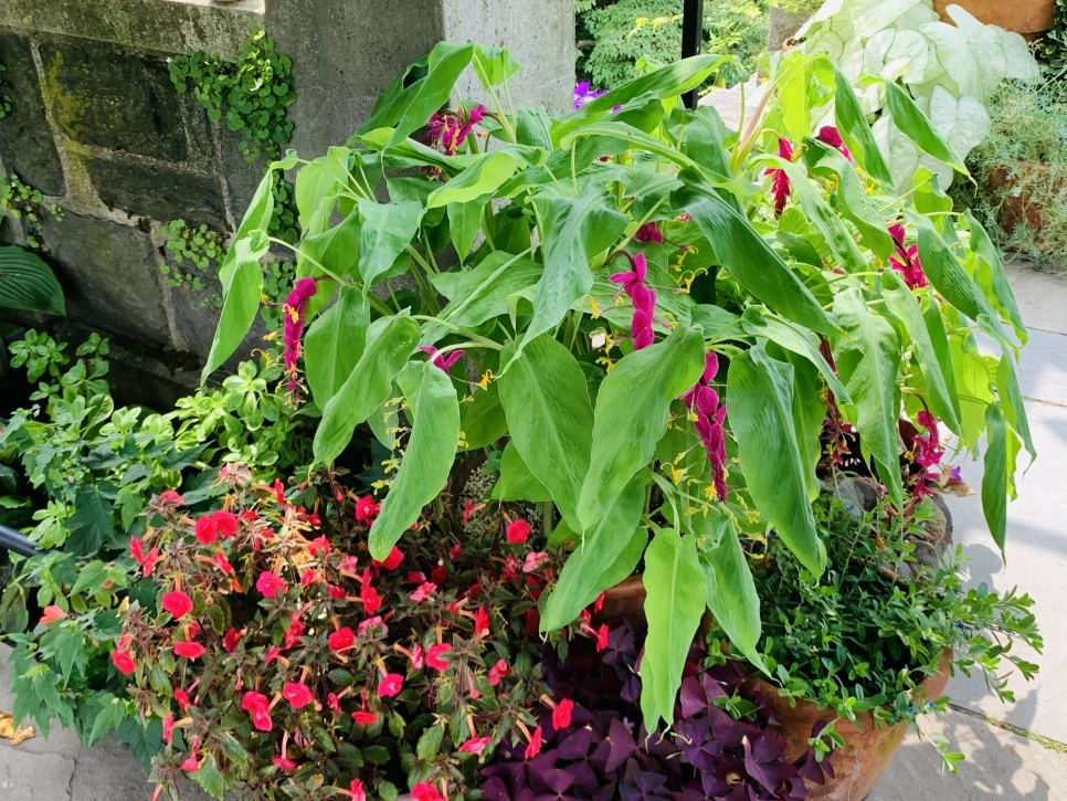 IMG_9387.jpg?type=w966