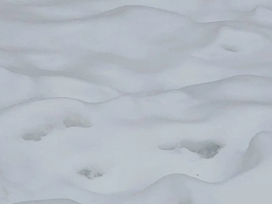 IMG_2352.jpg?type=w966