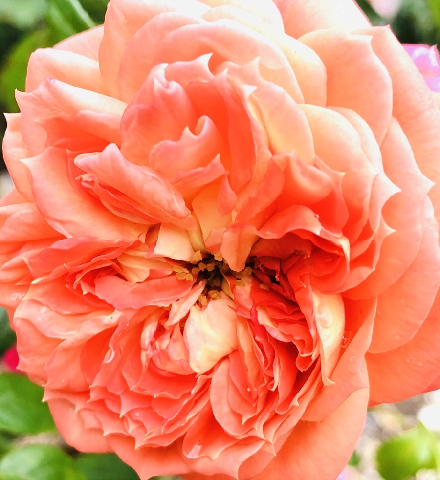 IMG_5966.jpg?type=w966