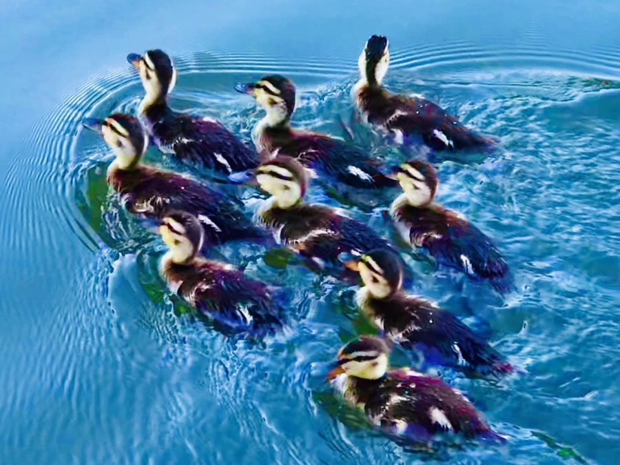 IMG_2699.jpg?type=w966