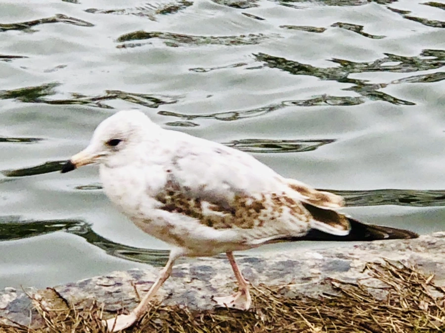 IMG_8126.jpg?type=w966