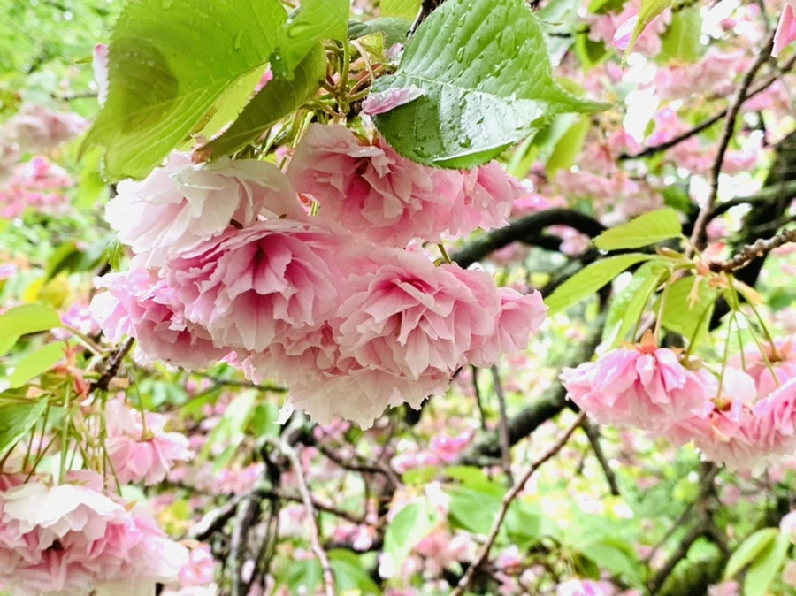 IMG_0245.jpg?type=w966