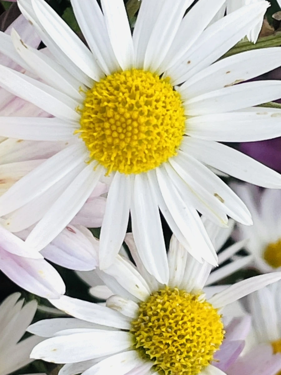 IMG_1165.jpg?type=w966