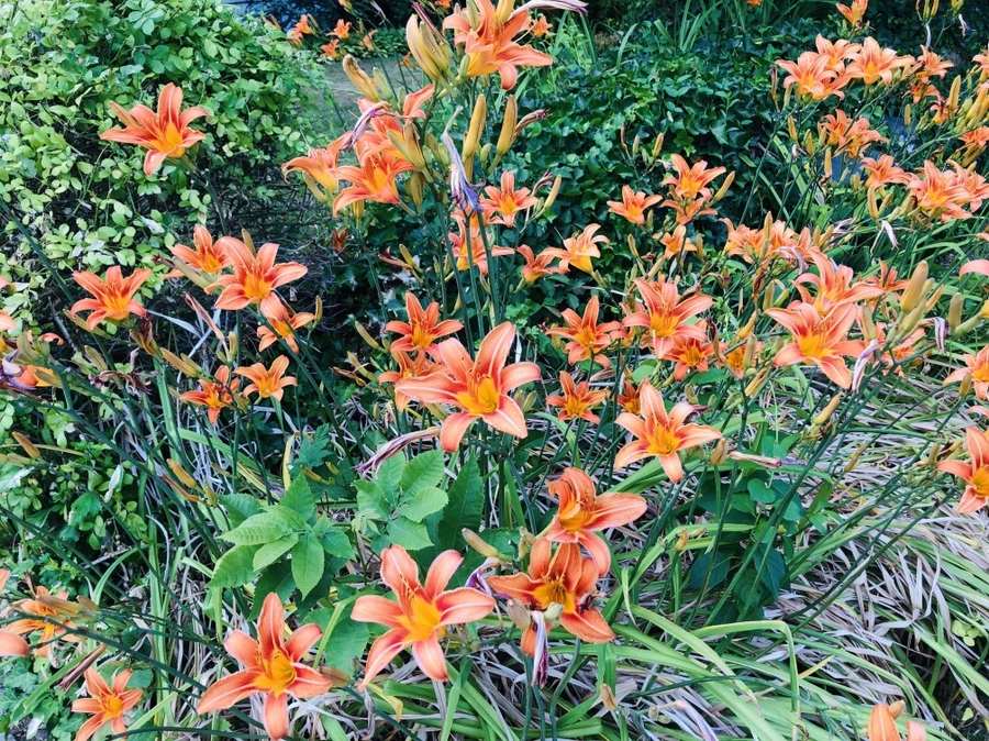 IMG_0385.jpg?type=w966