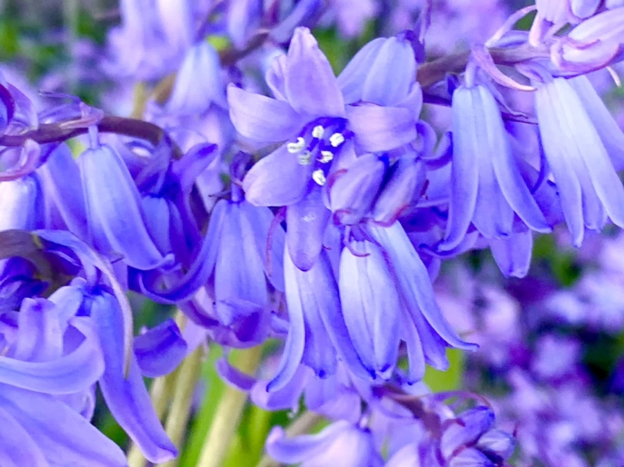 IMG_8225.jpg?type=w966