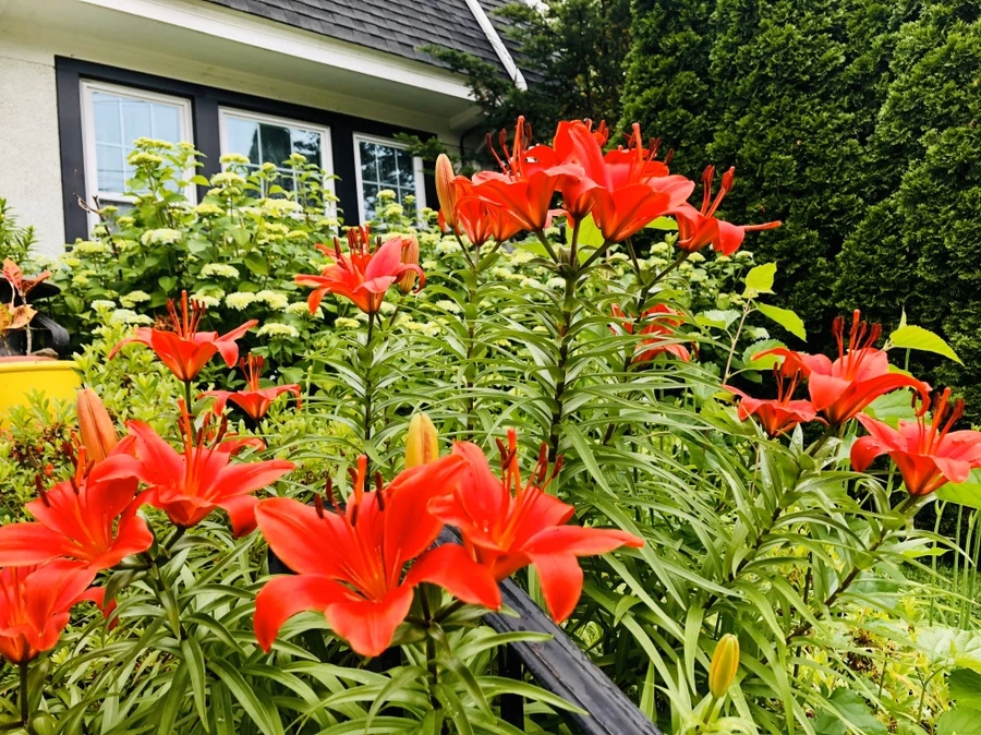 IMG_8918.jpg?type=w966