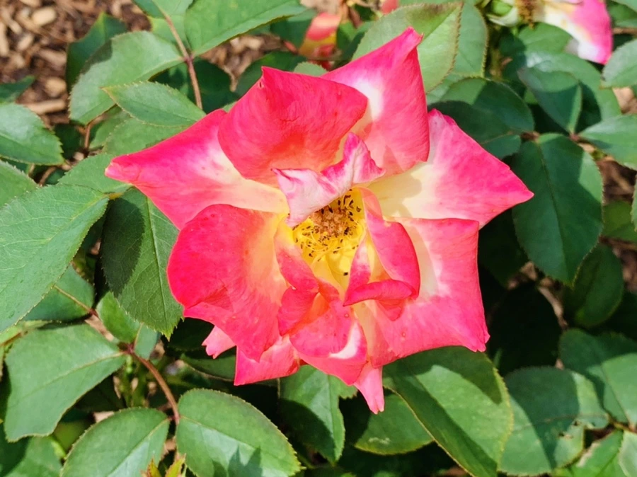 IMG_0515.jpg?type=w966