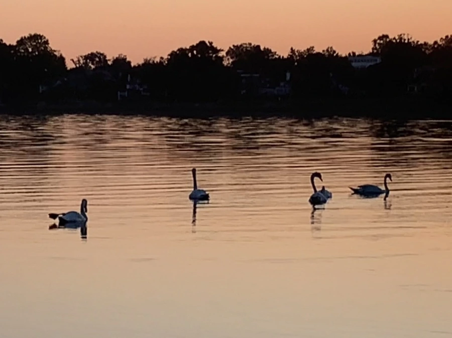 IMG_0140.jpg?type=w966