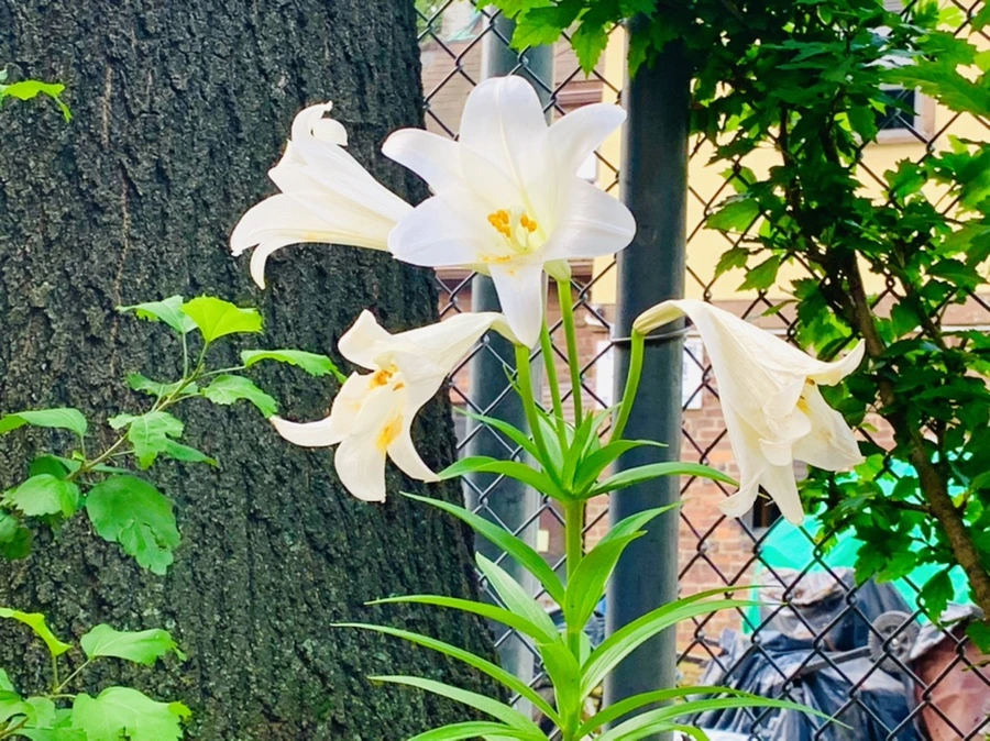 IMG_1015.jpg?type=w966