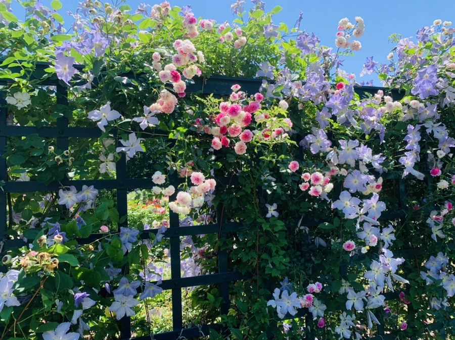 IMG_4119.jpg?type=w966