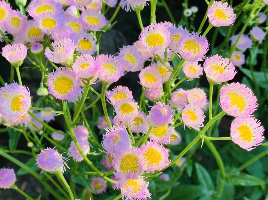 IMG_4116.jpg?type=w966