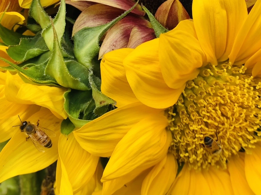 IMG_1198.jpg?type=w966