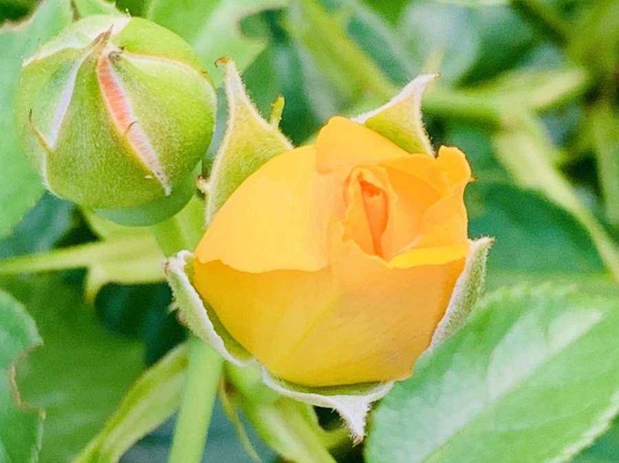 IMG_2940.jpg?type=w966