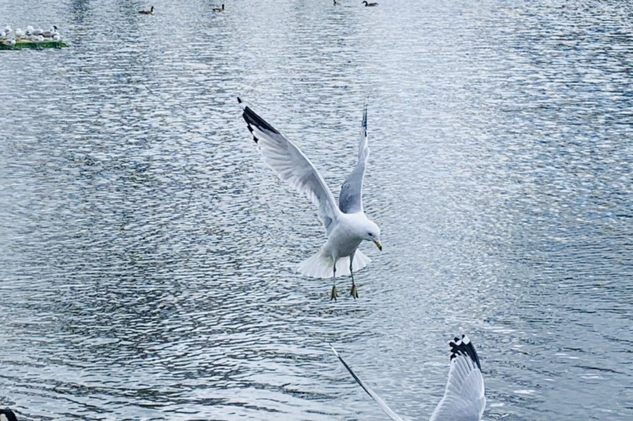 IMG_7973.jpg?type=w966