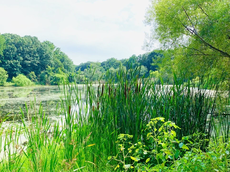 IMG_1212.jpg?type=w966