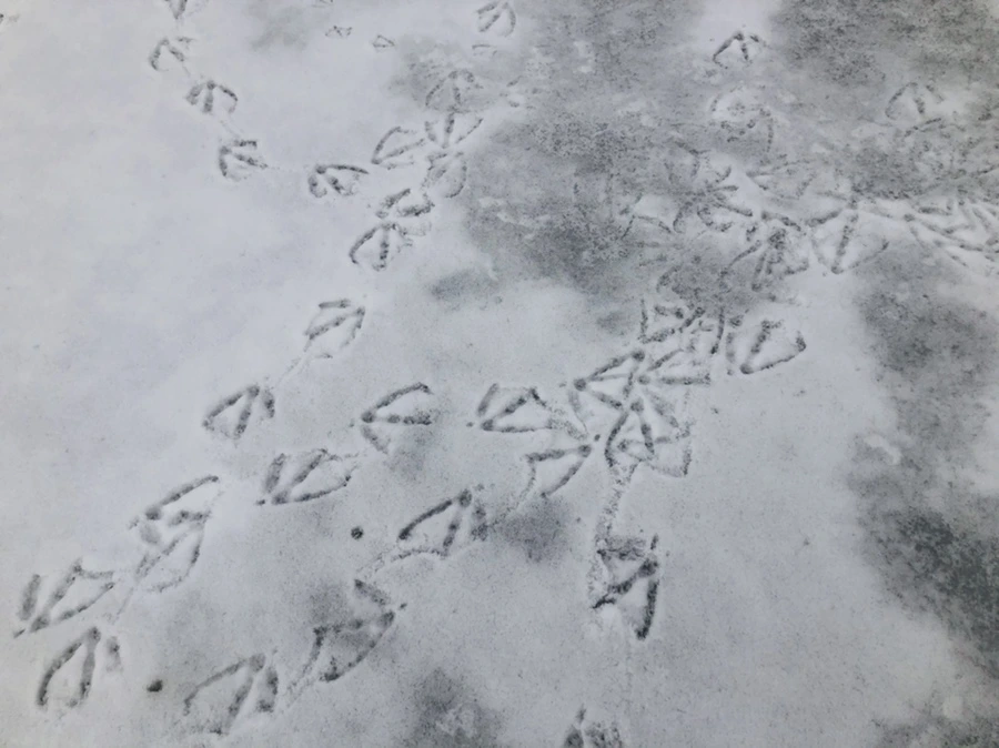 IMG_2510.jpg?type=w966