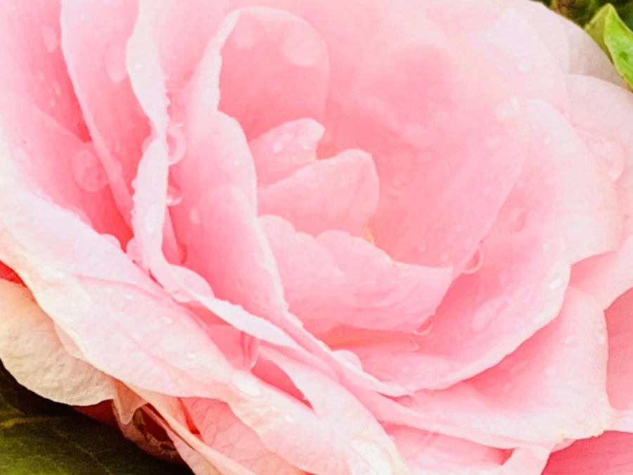 IMG_1431.jpg?type=w966