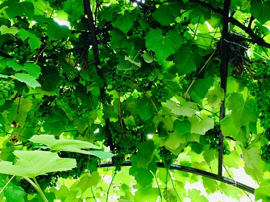 IMG_9074.jpg?type=w966