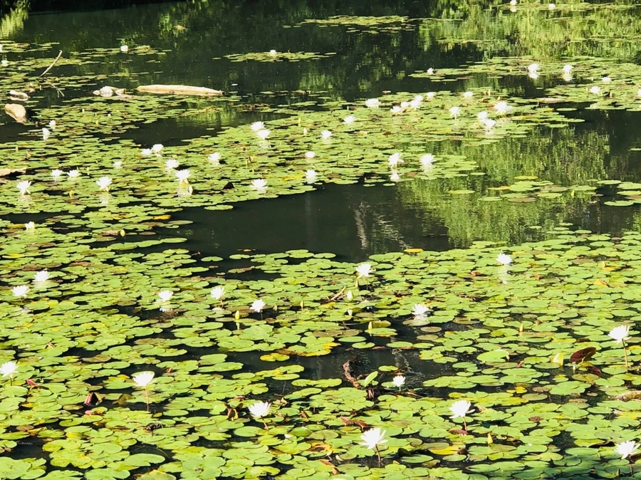 IMG_2345.jpg?type=w966