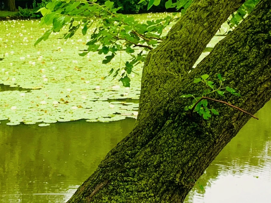 IMG_4654.jpg?type=w966