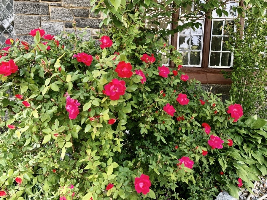 SnuX0Z_XGUKzIBM2b8dZwDNdBnw