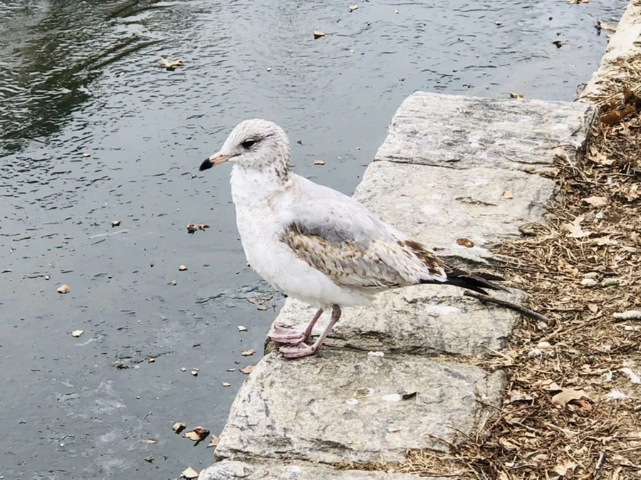 IMG_8639.jpg?type=w966