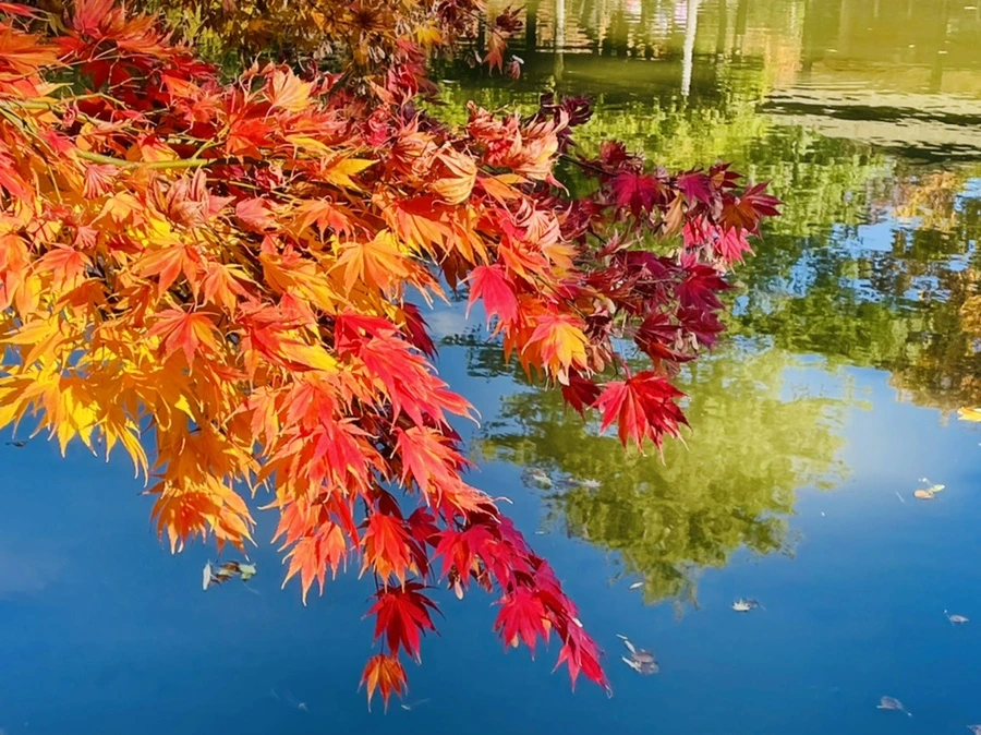 IMG_3119.jpg?type=w966