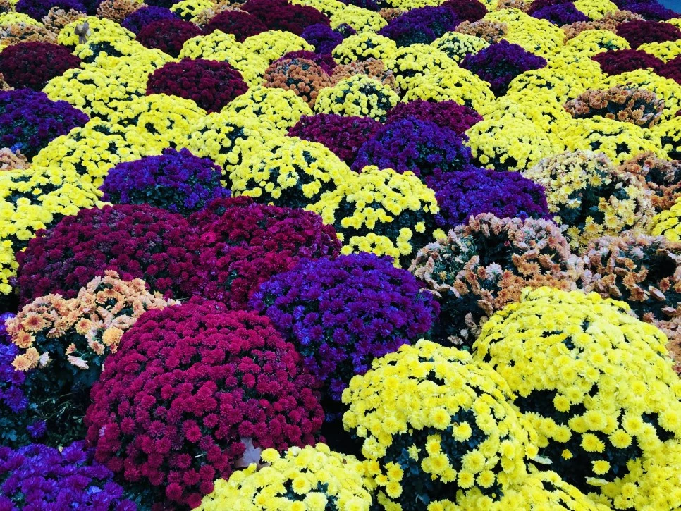 IMG_3158.jpg?type=w966