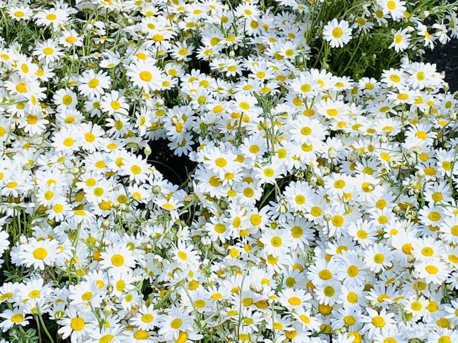 IMG_2085.jpg?type=w966