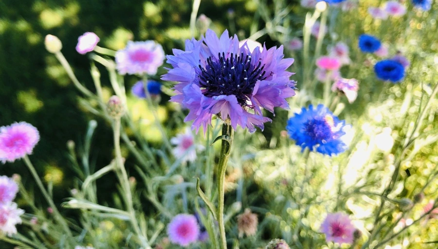 IMG_8542.jpg?type=w966