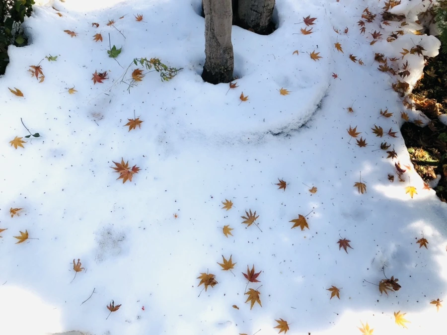 IMG_7757.jpg?type=w966