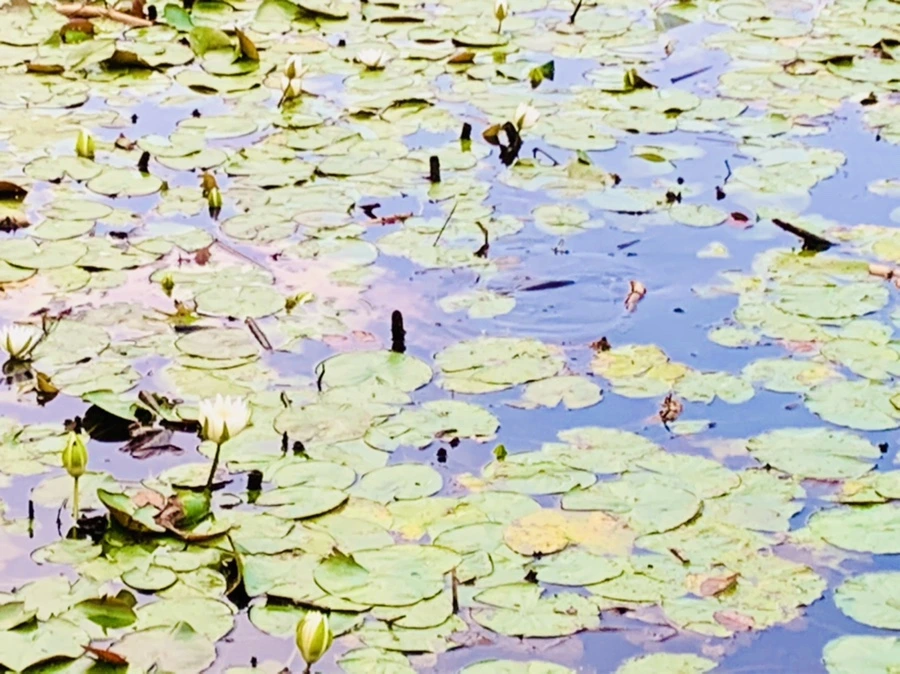 IMG_7861.jpg?type=w966