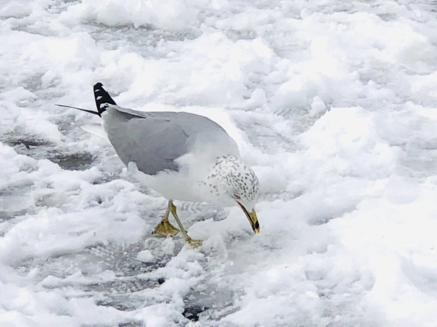 IMG_3798.jpg?type=w966