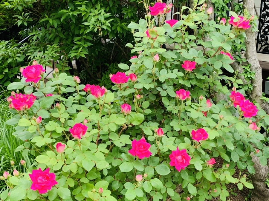 IMG_4777.jpg?type=w966