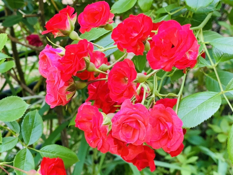 IMG_4808.jpg?type=w966