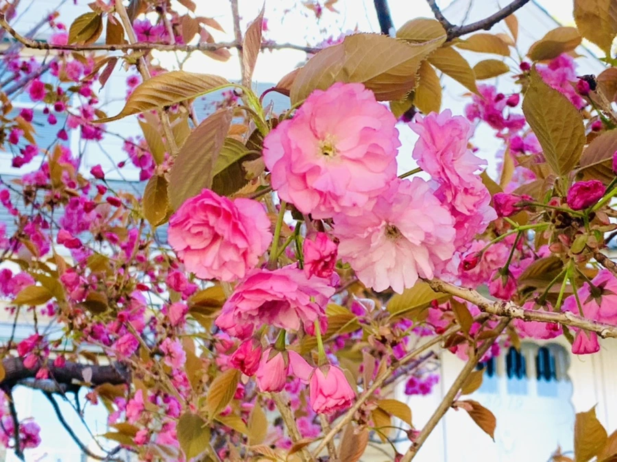 IMG_4190.jpg?type=w966