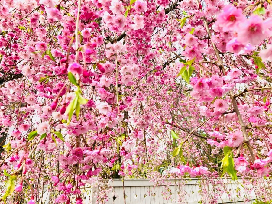 IMG_5141.jpg?type=w966